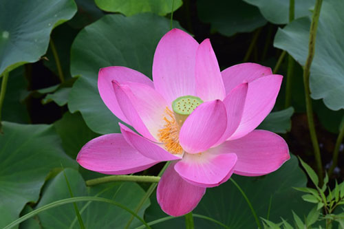 中國9種香的花：一種會為你引路，一種提煉的香精比黃金還貴！